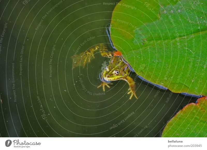 Der Froschkönig Umwelt Natur Pflanze Tier Luft Wasser Grünpflanze Wildpflanze Seeufer Teich Wildtier 1 grün Seerosen Seerosenblatt Seerosenteich Froschschenkel