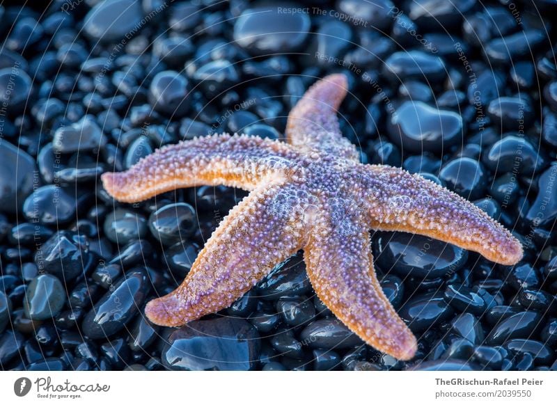 Nr 5(00) Tier 1 blau violett rosa schwarz Seestern Stein Lava nass Detailaufnahme Arme Beine Leben Strand gestrandet Farbfoto Außenaufnahme Nahaufnahme