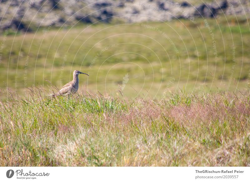 Vogel Tier 1 braun grün Lebewesen Blick nach vorn Gras Stein Weide Schnabel stehen Farbfoto Außenaufnahme Menschenleer Textfreiraum oben Textfreiraum unten Tag