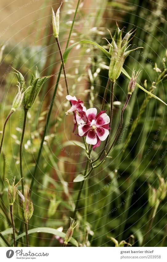 Farbtupfer Pflanze Sommer Blume Blüte Grünpflanze Blühend mehrfarbig grün Inspiration violett Farbfoto Außenaufnahme Menschenleer Tag Kontrast