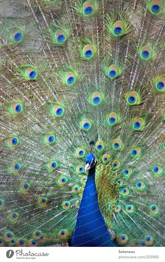 mit Argusaugen Tier Tiergesicht Zoo Pfau Feder Brunft schön ästhetisch Vogel Farbfoto Außenaufnahme Menschenleer Tag Licht Tierporträt Blick nach vorn gefiedert