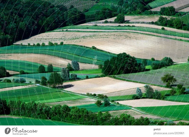 Natur-Fleckerlteppich Umwelt Landschaft Erde Frühling Schönes Wetter Pflanze Baum Gras Sträucher Grünpflanze Nutzpflanze Wildpflanze Feld braun grün Ordnung