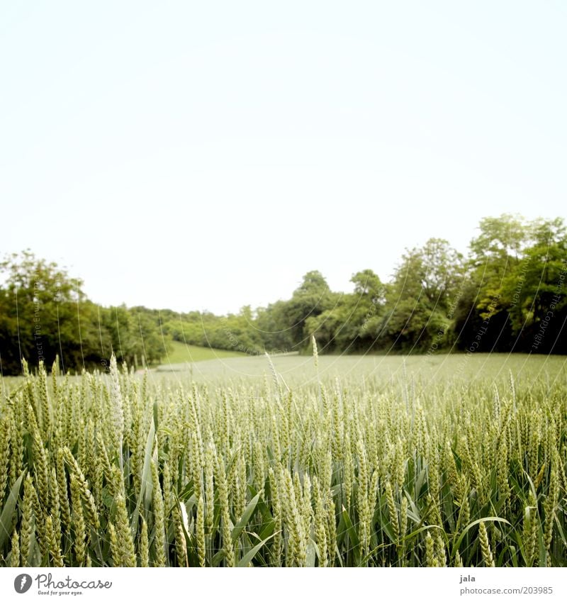 feld Natur Landschaft Himmel Sommer Pflanze Baum Sträucher Grünpflanze Nutzpflanze Feld Ackerbau Wachstum blau grün Weizen Farbfoto Außenaufnahme Menschenleer