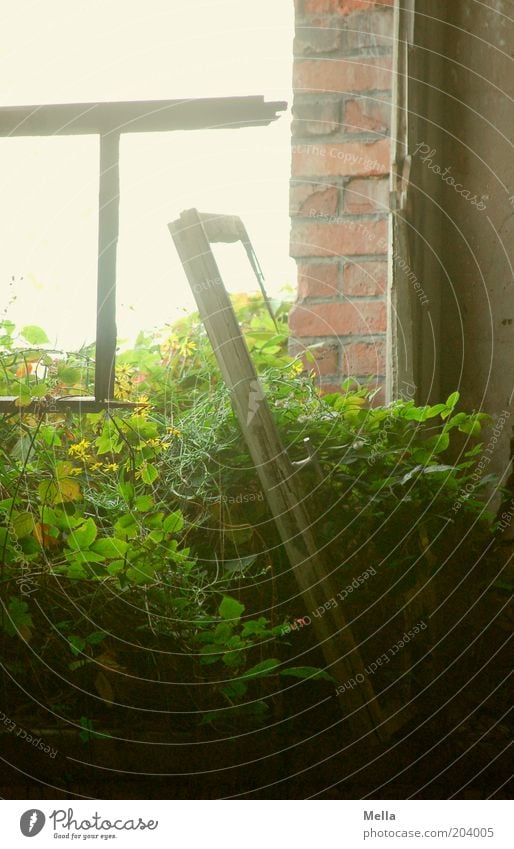 [H08.2] Was lange währt ... Ruine Gebäude Mauer Wand Fenster Stein Holz alt Wachstum hell kaputt Stimmung Endzeitstimmung stagnierend Umwelt Verfall