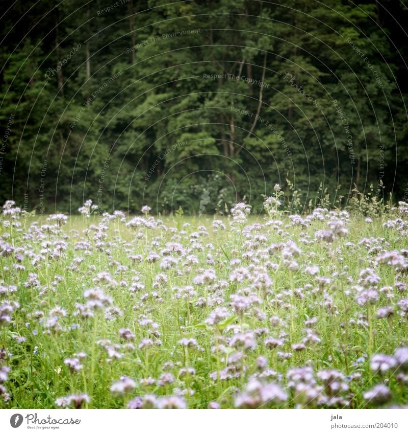 waldwiese Natur Landschaft Pflanze Baum Blume Gras Sträucher Wildpflanze Wiese Wald grün rosa Blumenwiese Farbfoto Außenaufnahme Menschenleer Tag Totale