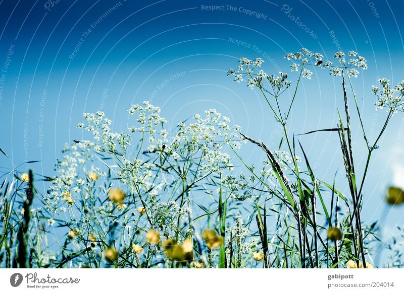 noch mehr Blumenwiese Umwelt Natur Landschaft Pflanze Himmel Wolkenloser Himmel Frühling Sommer Klima Wetter Schönes Wetter Gras Blüte Grünpflanze Nutzpflanze