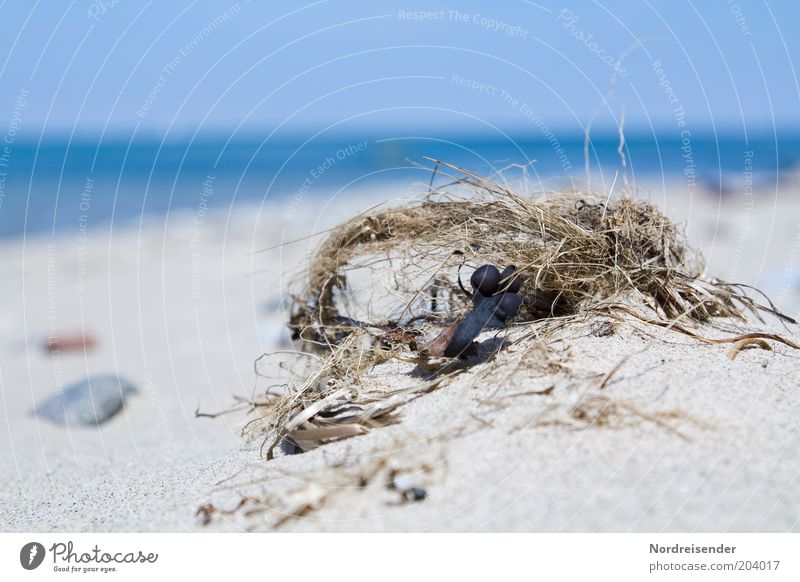 Maritim ruhig Ferien & Urlaub & Reisen Sommer Sommerurlaub Strand Natur Sand Schönes Wetter Küste Ostsee Meer Erholung natürlich authentisch Stimmung Tourismus