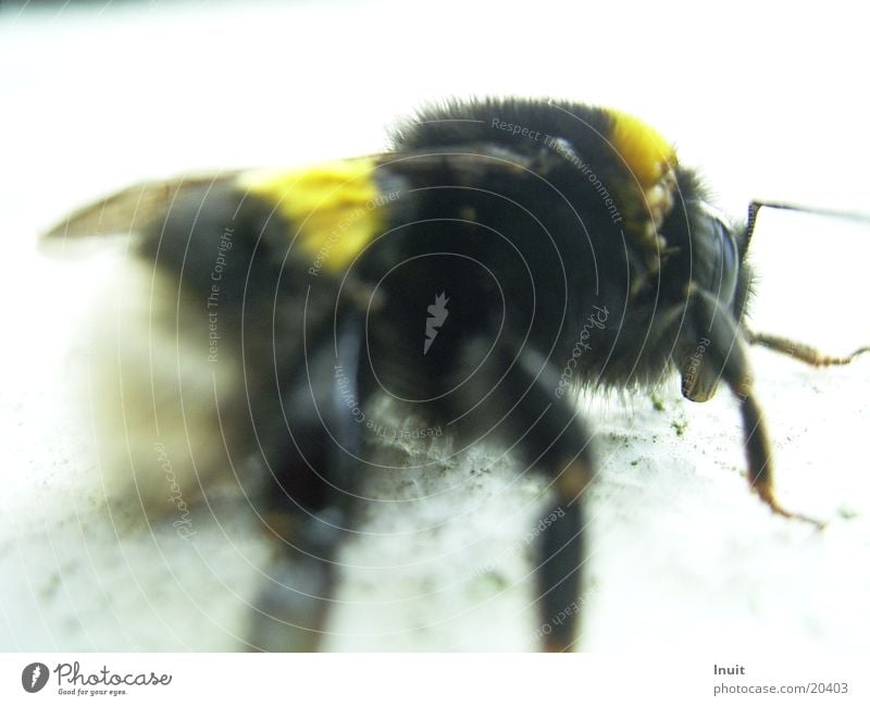 Hummel Makroaufnahme Insekt Nahaufnahme fliegen Flügel Fell