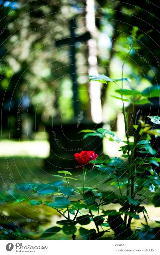 Rose Skulptur Christliches Kreuz Grab Grabmal Umwelt Natur Pflanze Sonne Sonnenlicht Sommer Klima Wärme Blume Blatt Blüte Grünpflanze Wildpflanze Garten Park