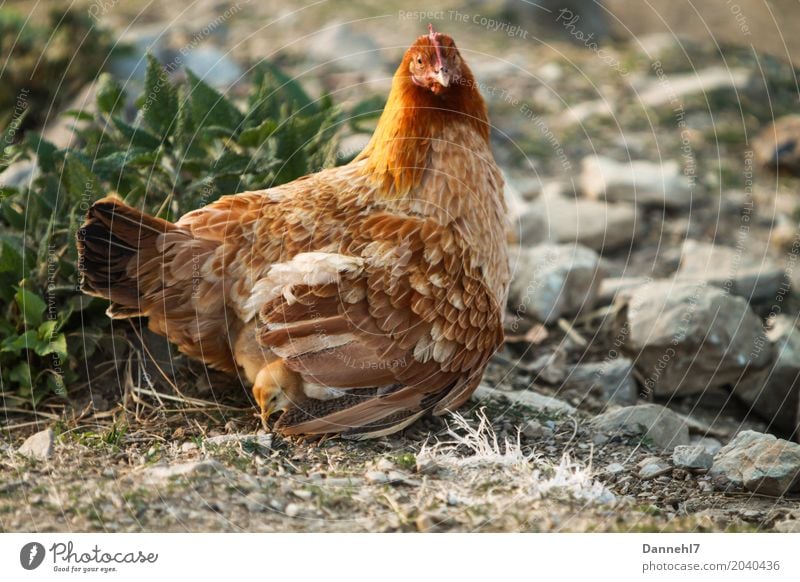 Hühnerhof I Tier Nutztier Flügel 2 Tierfamilie Zusammensein feminin braun gelb gold orange Sympathie Freundschaft Liebe Verantwortung achtsam Wachsamkeit