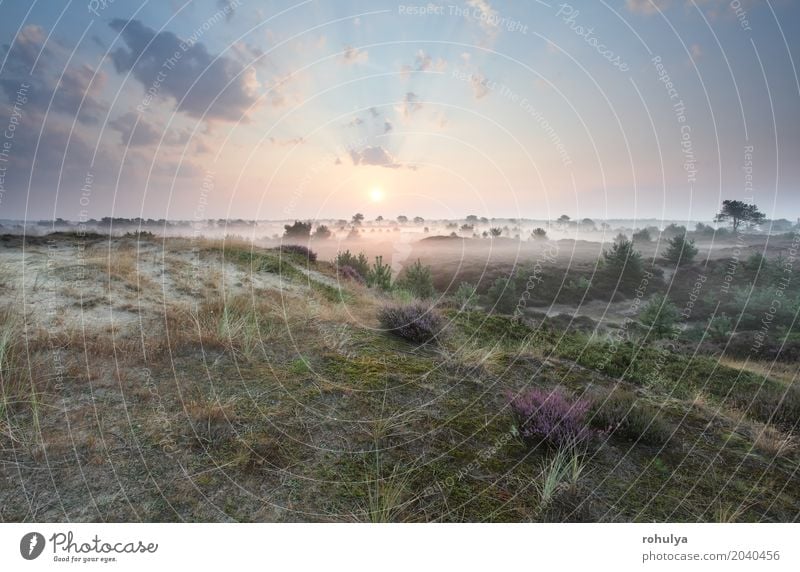 schöner nebelhafter Sonnenaufgang im Sommer, Drenthe, die Niederlande Natur Landschaft Sand Himmel Wolken Horizont Sonnenuntergang Nebel Baum Blume Blüte Hügel