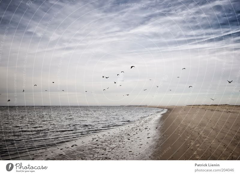 Die Vögel! Umwelt Natur Landschaft Erde Sand Luft Wasser Himmel Wolken Horizont Sommer Klima Wetter Schönes Wetter Wind Wellen Küste Strand Nordsee Meer Insel