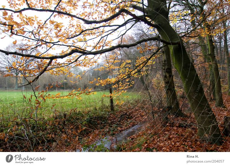 Herbst Natur Landschaft Pflanze Wasser Winter Baum Buchenwald Wiese Wald Bach Stimmung ruhig Umwelt Wandel & Veränderung November Farbfoto Starke Tiefenschärfe