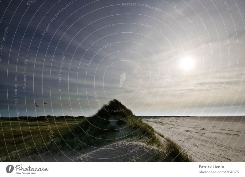 Zwei Seiten Umwelt Natur Landschaft Pflanze Tier Sonne Sommer Klima Klimawandel Wetter Schönes Wetter Wind Küste Strand Nordsee Meer Insel Spiekeroog Vogel