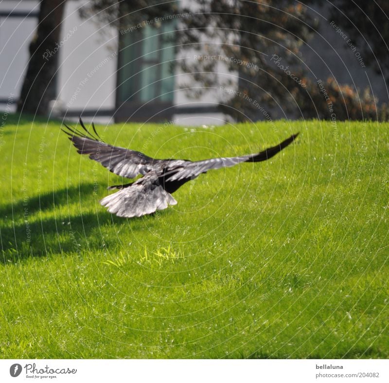 Landeanflug Umwelt Natur Landschaft Garten Park Wiese Tier Wildtier Vogel Flügel 1 Bewegung fliegen Rückansicht Schweben gleiten Luft Farbfoto mehrfarbig