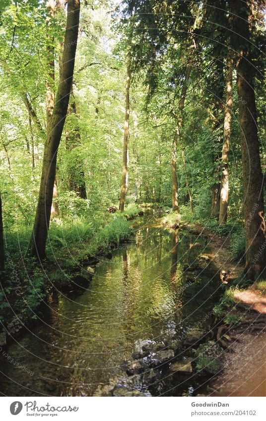 schöne Aussichten [analog] Umwelt Natur Pflanze Wasser Schönes Wetter Baum Gras Park Bach Wärme braun grün Farbfoto Außenaufnahme Menschenleer