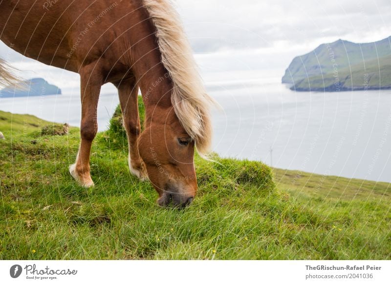 Isländer II Umwelt Natur Landschaft blau braun grau grün Weide Fressen Føroyar Insel Meer Ferne Pferd Gras Lebensmittel Berge u. Gebirge Mähne elegant Auge