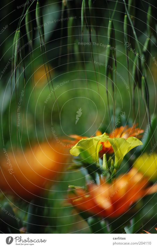 Jeder sollte mal ...... Umwelt Natur Pflanze Sommer Blume Blüte Blühend Duft hängen leuchten ästhetisch nah natürlich gelb grün Farbe orange Unschärfe Farbfoto