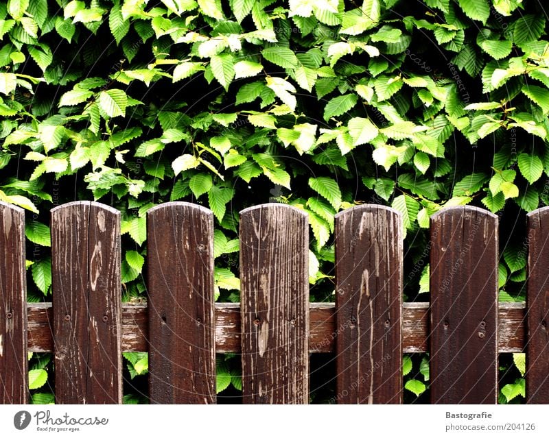 ab durch die Hecke Pflanze Blatt alt Gartenzaun Zaun Zaunpfahl morsch braun grün Holzstruktur Farbfoto Außenaufnahme Maserung Holzzaun Grundstücksgrenze