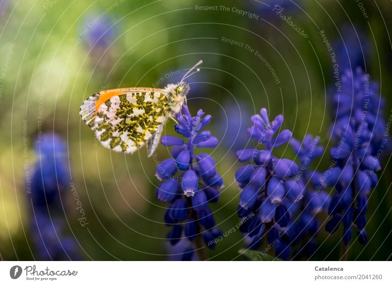 Aurorafalter auf Becherhyazinthe Natur Pflanze Tier Frühling Blume Blüte Hyazinthe Garten Schmetterling 1 beobachten Duft blau gelb grün violett orange weiß