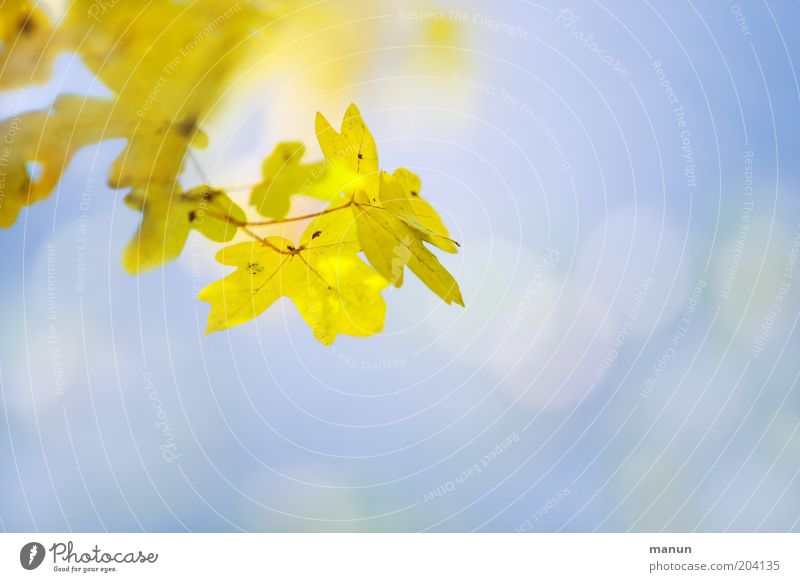 Ahorngelb Natur Sonne Baum Blatt Ahornblatt Ahornzweig Herbstlaub herbstlich Herbstwetter Herbstbeginn Herbstfärbung frisch hell gold Wachstum