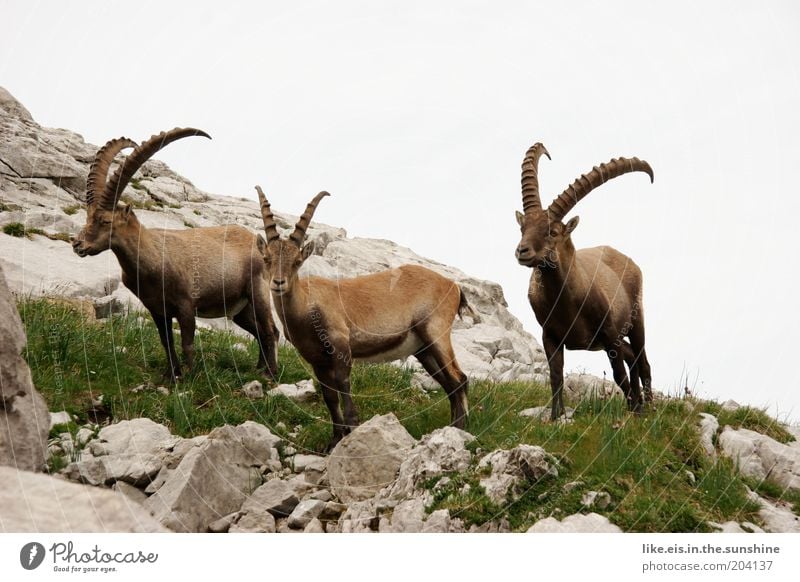 Auf Steinen stehende Steinböcke Sommerurlaub Berge u. Gebirge Himmel Gras Hügel Felsen Alpen Steinbock 3 Tier Tiergruppe Rudel Tierfamilie beobachten Respekt