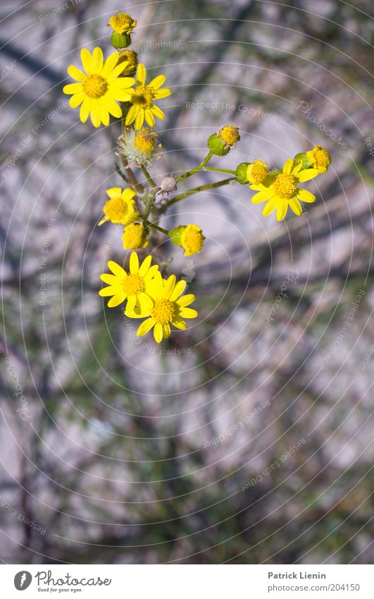 Blütezeit Umwelt Natur Pflanze Sommer Blume Wildpflanze gelb korbblütler schön grell Unschärfe Verschiedenheit verzweigt Farbfoto Außenaufnahme Detailaufnahme