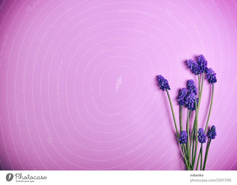 Purpurrote Frühlingsblumen auf einer rosa Oberfläche Valentinstag Muttertag Erntedankfest Hochzeit Geburtstag Blume Blüte Blumenstrauß frisch hell natürlich