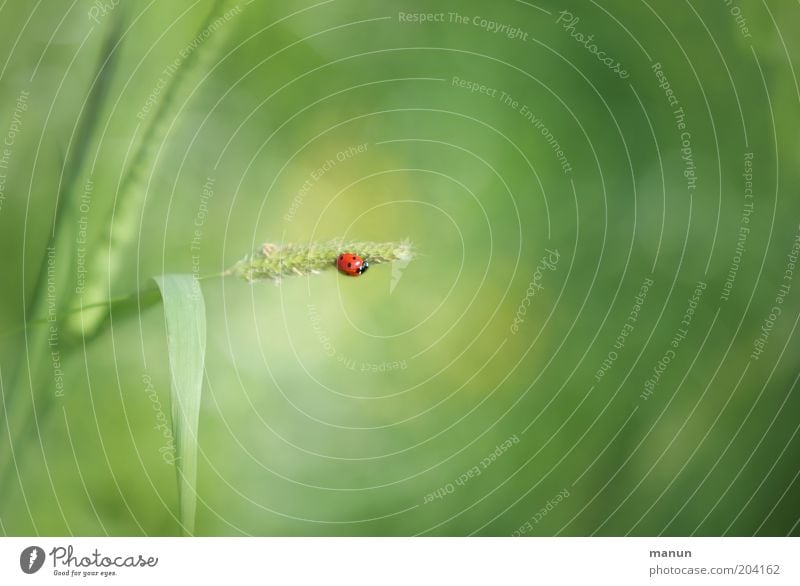 Kleines Glück Natur Pflanze Nutzpflanze Wildtier Käfer Zeichen Gefühle Marienkäfer Glücksbringer Textfreiraum rechts Tierporträt Textfreiraum oben