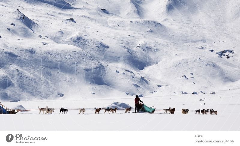 Tiefkühlkost Ferien & Urlaub & Reisen Tourismus Abenteuer Winterurlaub Mensch 1 Umwelt Landschaft Eis Frost Schnee Alpen Berge u. Gebirge Nutztier Hund Rudel