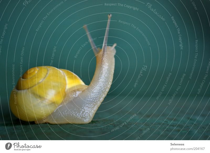 Schielauge Natur Tier Schnecke Schneckenhaus Fühler 1 beobachten Blick klein nah niedlich schleimig Geschwindigkeit Farbfoto Außenaufnahme Menschenleer