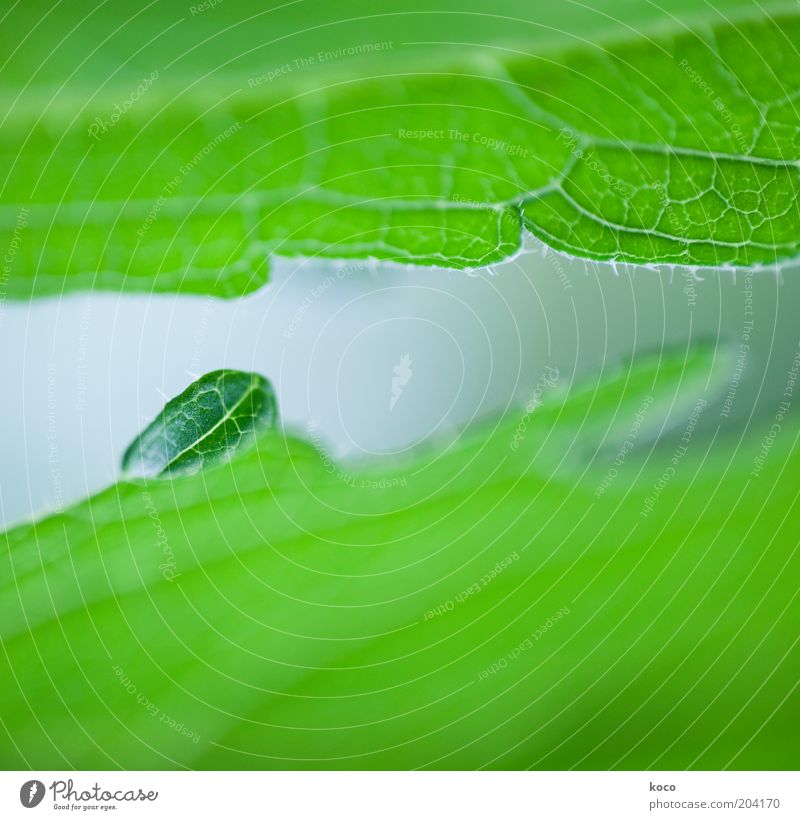 klein aber oho! Pflanze Frühling Sommer Blatt Grünpflanze Wachstum grün Leben Umwelt Farbfoto Makroaufnahme Menschenleer Tag Schwache Tiefenschärfe Blattadern