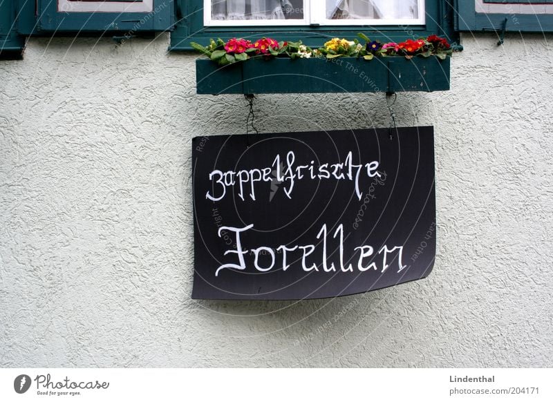 Zappelfrische Forellen im Detail Fischerdorf Altstadt weiß Schilder & Markierungen zappeln Blumenkasten Fenster Farbfoto Außenaufnahme Textfreiraum links