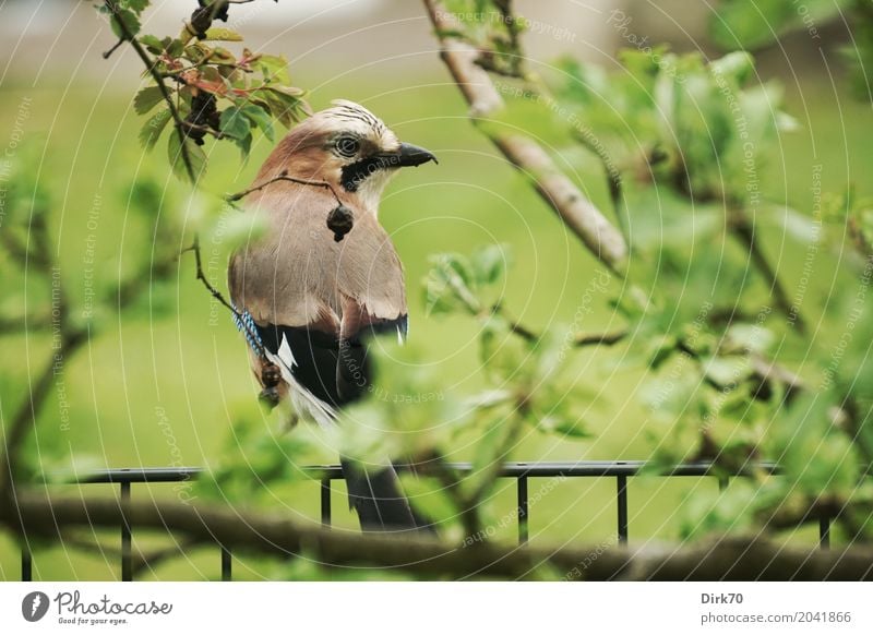 Eichelhäher auf dem Gartenzaun Natur Tier Pflanze Baum Blatt Apfelbaum Zweige u. Äste Wildtier Vogel Tierporträt Häher 1 beobachten Blick sitzen Wachstum listig