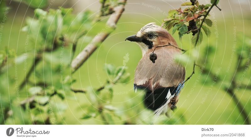 Eichelhäher im Apfelbaum Umwelt Pflanze Tier Frühling Baum Sträucher Blatt Ast Zweig Garten Park Wiese Wildtier Vogel Singvögel 1 beobachten hocken Blick sitzen