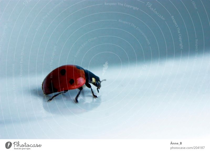 Rot lackiert mit schwarzen Punkten Umwelt Natur Tier Nutztier Käfer Flügel Marienkäfer 1 frei glänzend schön blau rot Glück Wachsamkeit Volksglaube Farbfoto