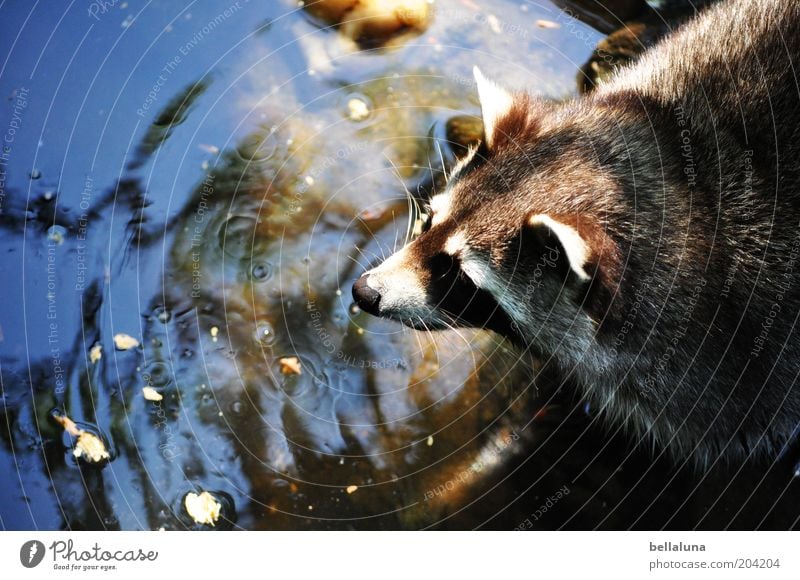 Waschtag Umwelt Natur Wasser Teich Tier Wildtier Tiergesicht Fell 1 Waschbär Futterplatz niedlich Tierliebe Wasserstelle trinken Jagd Farbfoto mehrfarbig