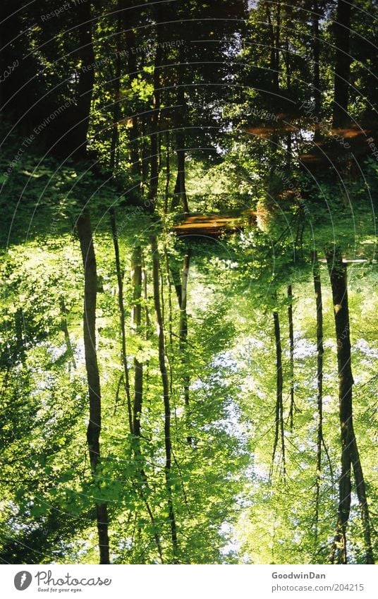 wo lang? da lang! IV Umwelt Natur Urelemente Wasser Schönes Wetter Pflanze Baum Park Bach außergewöhnlich schön Wärme braun grün Farbfoto Außenaufnahme