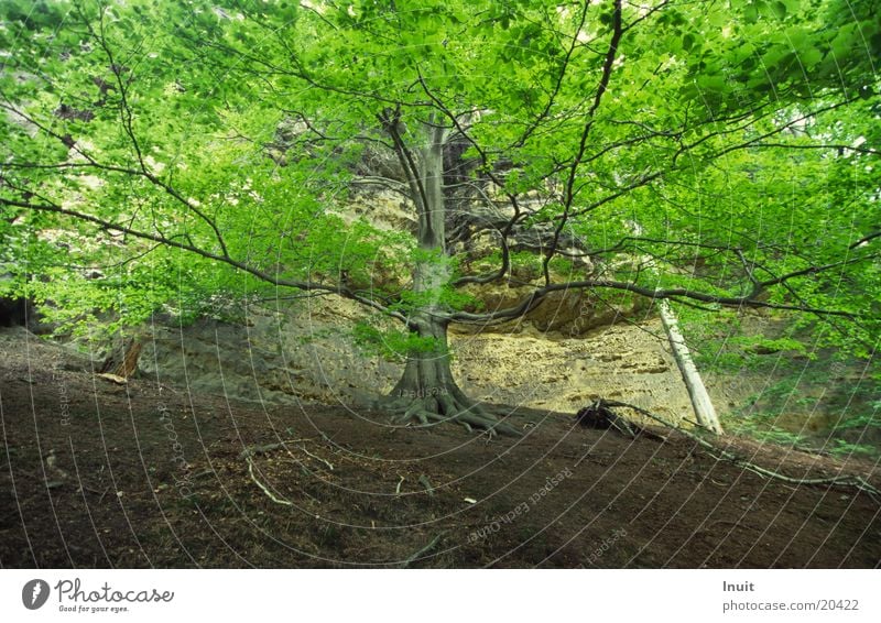 Baum Böhmische Schweiz Buche Baumkrone Blatt Berge u. Gebirge Gabrielensteig ausladend Felsen