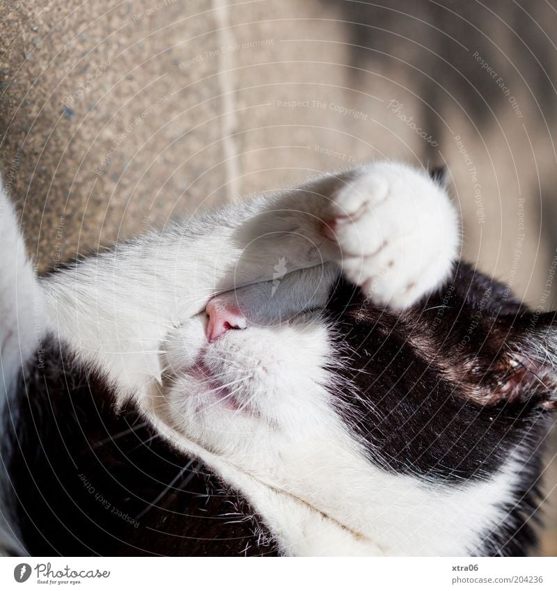 wolfgang in der sonne Tier Haustier Katze 1 Zufriedenheit Schutz Geborgenheit Warmherzigkeit friedlich Gelassenheit ruhig Kuscheln Pfote Fell Sonnenbad Farbfoto