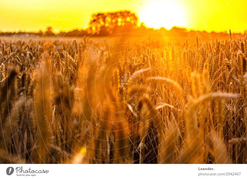 Kornfeld im Sommer Umwelt Natur Landschaft Wetter Schönes Wetter Wiese Feld ästhetisch schön positiv Wärme gelb gold orange silber Freude Konzentration