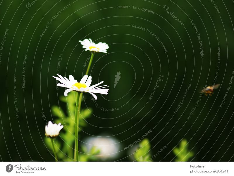 Es ist Sommer Umwelt Natur Pflanze Tier Wetter Schönes Wetter Blume Blüte Wiese hell Wärme gelb grün weiß Margerite Blühend fliegen Biene Honigbiene Farbfoto