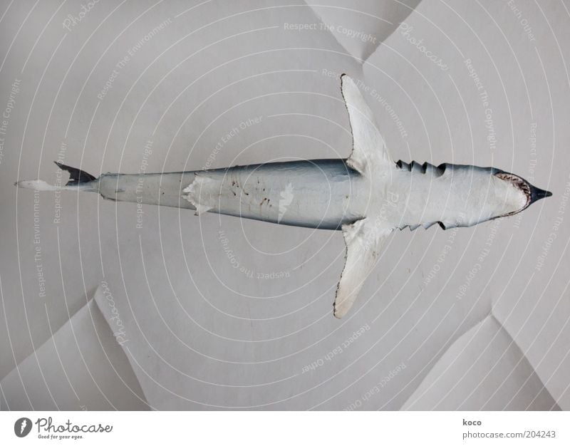 High-Fisch Meer Wasser Totes Tier Haifisch 1 fliegen ästhetisch außergewöhnlich bedrohlich oben blau schwarz weiß Kraft Gedeckte Farben Menschenleer Tag