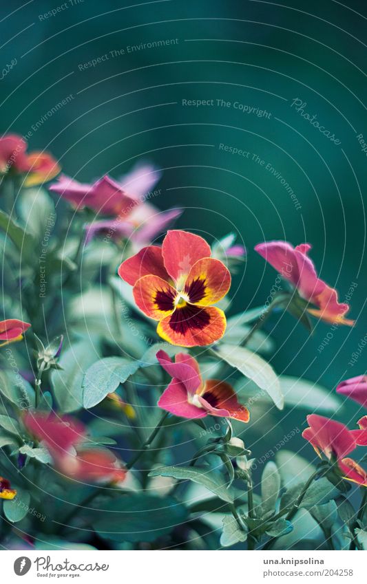 blüte Umwelt Natur Pflanze Blatt Blüte Blühend Wachstum gelb grün rot Blume Balkonpflanze Stiefmütterchen Farbfoto Außenaufnahme Nahaufnahme Menschenleer