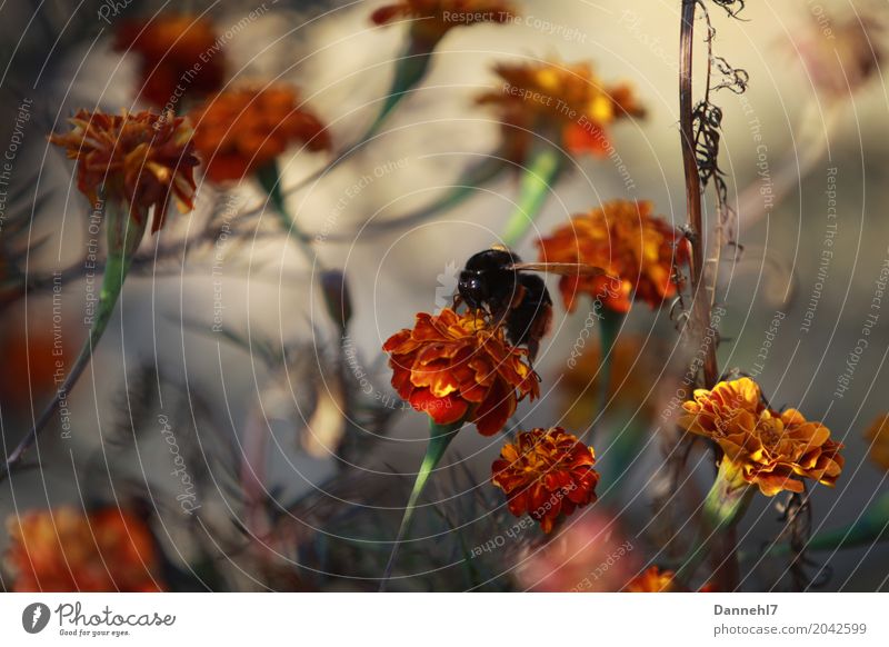 Die Wespenhummel im Orangenmeer. Pflanze Sommer Blume Blüte Feld Tier Wildtier 1 fliegen Aggression bedrohlich gigantisch gruselig orange Angst Todesangst