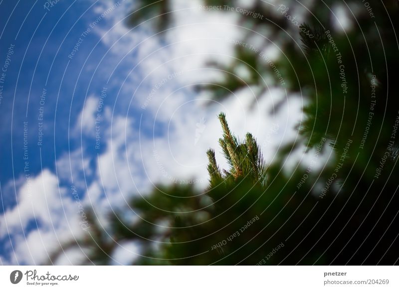 Spitzenmäßig! Umwelt Natur Landschaft Himmel Wolken Frühling Sommer Klima Klimawandel Wetter Schönes Wetter Pflanze Baum Gipfel schön Wärme blau grün