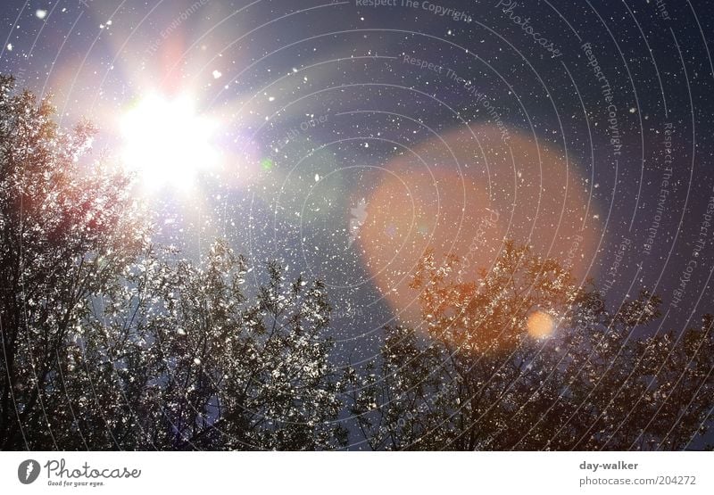 Pollenflug III (Sie fliegen immer noch) Natur Pflanze Luft Himmel Sonne Frühling Schönes Wetter Wind Baum blau grün rot weiß Sonnenfleck Farbfoto mehrfarbig Tag