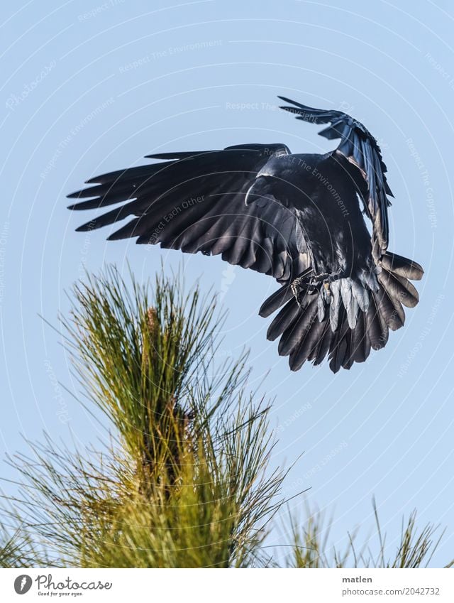 Sinkflug Tier Vogel Tiergesicht Flügel Pfote 1 fliegen blau schwarz Landen abbremsen Rabenvögel Pinie Farbfoto Gedeckte Farben Außenaufnahme Menschenleer