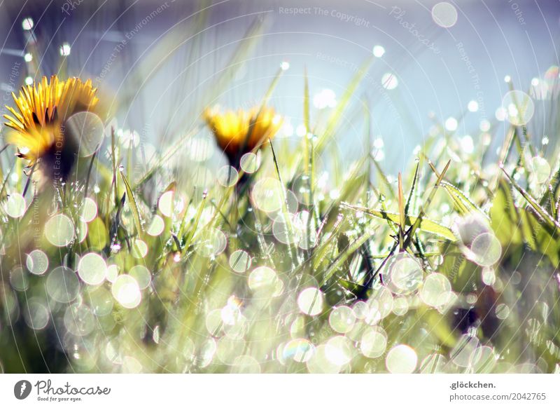 morgendliches um-die-Wette-Funkeln Natur Pflanze Wassertropfen Sonnenlicht Frühling Blume Löwenzahn Garten gelb grün weiß glänzend Farbfoto Außenaufnahme