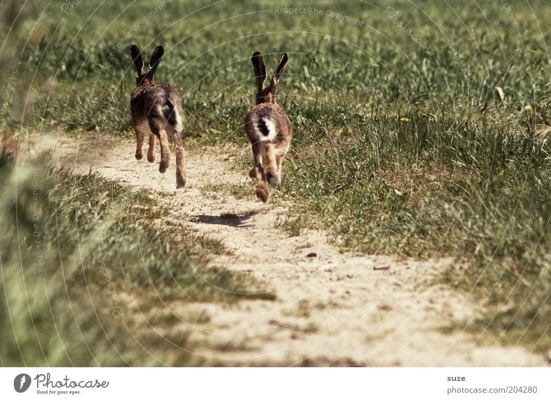 Angsthasen Jagd Umwelt Natur Landschaft Pflanze Tier Urelemente Erde Sommer Schönes Wetter Gras Wiese Feld Wege & Pfade Wildtier Hase & Kaninchen Hasenjagd 2